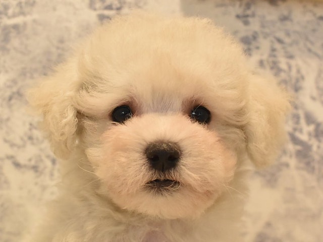 熊本県のハーフ犬 (ペッツワン熊本宇土店/2024年3月10日生まれ/女の子/クリーム)の子犬